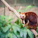 Currumbin Sanctuary