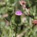 Morialta Conservation Park