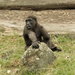 Taronga Zoo