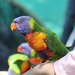Gold Coast. Wildlife Sanctuary Currumbin.