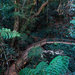 Bunya Mountains NP, часть 1
