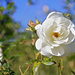 Hunter Valley Garden, часть 2