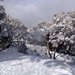 Австралия - Зима - Mt Hotham