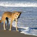 Fraser Island: Dingo