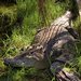 Urimbirra Wildlife Experience