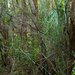 Тасмания - tempered rainforest