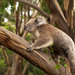 Phillip Island