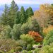 Botanic Garden, Mount Tomah, NSW