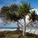 Fraser Island. Ботаника, экология и т.п.
