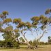 Mildura: Australian Inland Botanic Gardens