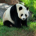 Wang-Wang & Funi