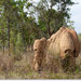 Atherton tablelands, часть 2