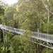 Otway Fly Treetop Walk